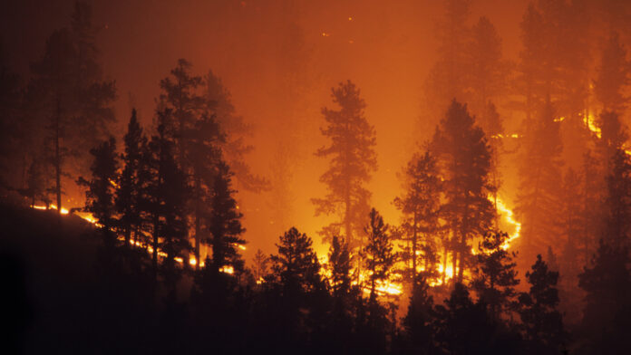 Managed forestry may help mitigate wildfires