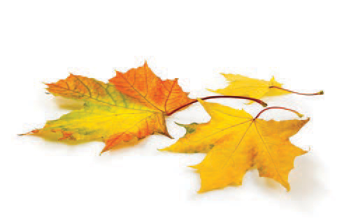 Brand Talk: 5 Projects for Higher Sales This Fall Brand Talk: 5 Projects for Higher Sales This Fall